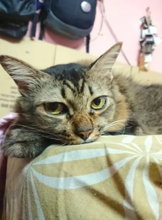 Illustration de l'article : Ce chat sénior ne manquerait ses promenades au parc avec son humain sous aucun prétexte