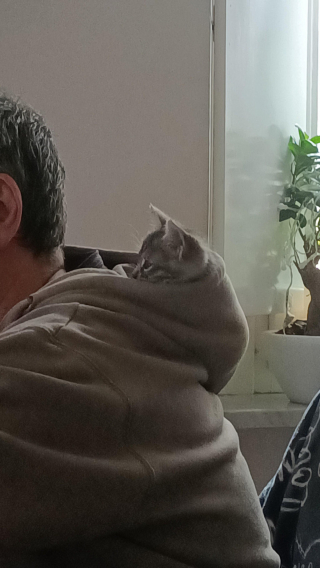 Illustration de l'article : 16 photos touchantes de papas qui ne voulaient pas d'animaux à la maison et qui en sont finalement tombés amoureux