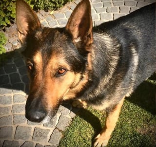 Illustration de l'article : Logan, chien retraité de la police et blessé par balles, récompensé pour sa carrière et sa bravoure