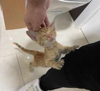 Illustration de l'article : Un passant découvre un chaton coincé dans le moteur d’un bus et passe des heures à tenter de le libérer