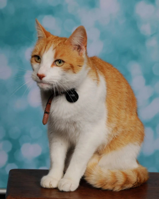 Illustration de l'article : Ce chat habitué à suivre ses jeunes maîtresses à l'école y a désormais son propre portrait