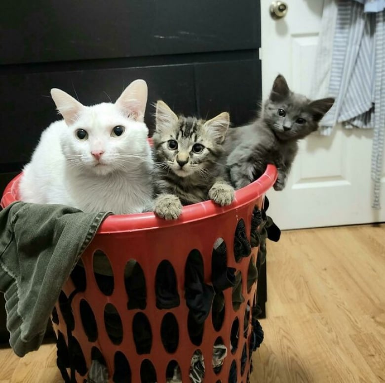 https://www.woopets.fr/assets/ckeditor/2023/apr/actualities/22650/xl/xx-photos-reconfortantes-de-chats-et-de-chiens-qui-ont-trouve-leur-famille-pour-toujours-5bd4aefad.jpg