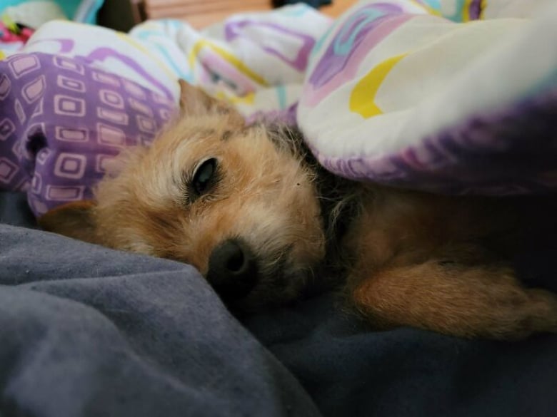 https://www.woopets.fr/assets/ckeditor/2023/apr/actualities/22650/xl/xx-photos-reconfortantes-de-chats-et-de-chiens-qui-ont-trouve-leur-famille-pour-toujours-87ac916e5.jpg