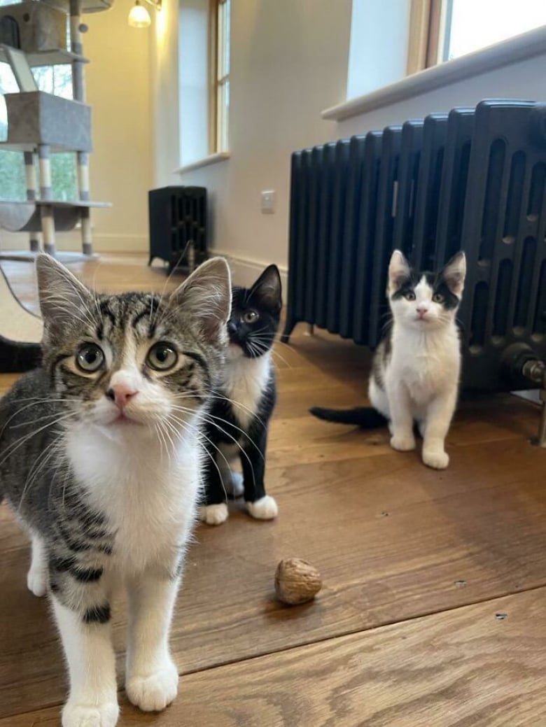 https://www.woopets.fr/assets/ckeditor/2023/apr/actualities/22650/xl/xx-photos-reconfortantes-de-chats-et-de-chiens-qui-ont-trouve-leur-famille-pour-toujours-b0fb923d4.jpg