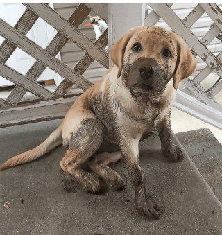Illustration de l'article : 17 photos prouvant que les chiens n'ont aucun effort à faire pour nous attendrir