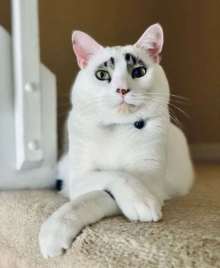 Illustration de l'article : Avec ses "sourcils" bicolores et ses postures élégantes, Squid est un chat unique en son genre