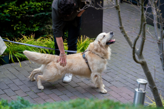 Flexadin Jeune chien Maxi 120 Bouchées