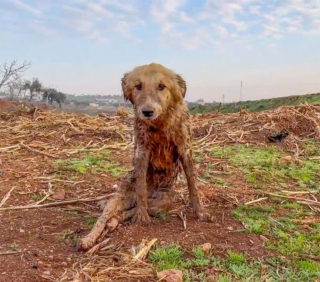 Illustration de l'article : Un chien paralysé et secouru après les séismes en Syrie redécouvre le bonheur de jouer avec ses congénères
