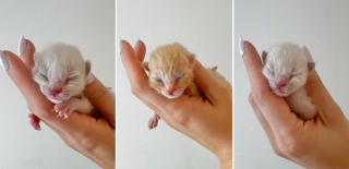 Illustration de l'article : 3 chatons, confrontés à des débuts chaotiques, se serrent les coudes pour devenir des félins en parfaite santé (vidéo) 