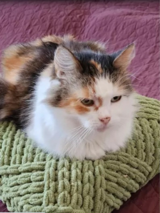 Illustration de l'article : Elle adopte un chat sénior pour accompagner les "quelques mois" qu'il lui reste à vivre, mais il a d'autres projets en tête