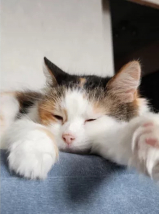 Illustration de l'article : Elle adopte un chat sénior pour accompagner les "quelques mois" qu'il lui reste à vivre, mais il a d'autres projets en tête