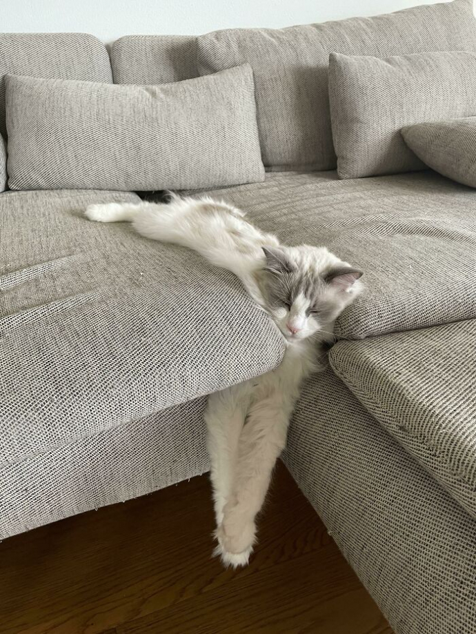 20 photos hilarantes de chats ayant décidé de ne rien faire dans les normes