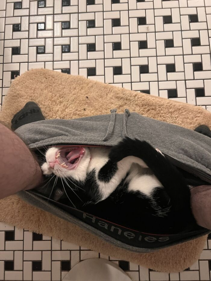 20 photos hilarantes de chats ayant décidé de ne rien faire dans les normes