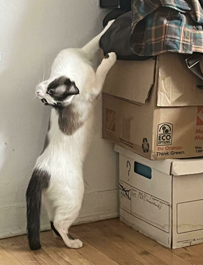 20 photos hilarantes de chats ayant décidé de ne rien faire dans les normes