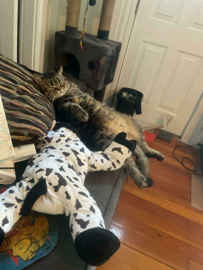 20 photos hilarantes de chats ayant décidé de ne rien faire dans les normes