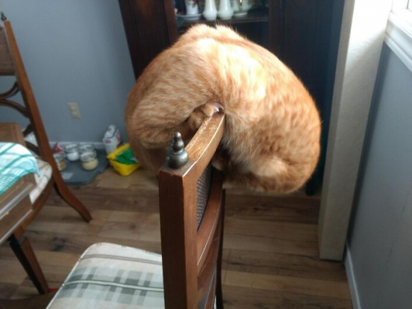 20 photos hilarantes de chats ayant décidé de ne rien faire dans les normes