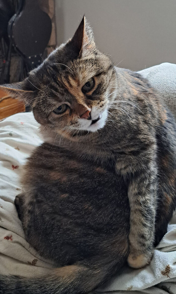 20 photos hilarantes de chats ayant décidé de ne rien faire dans les normes