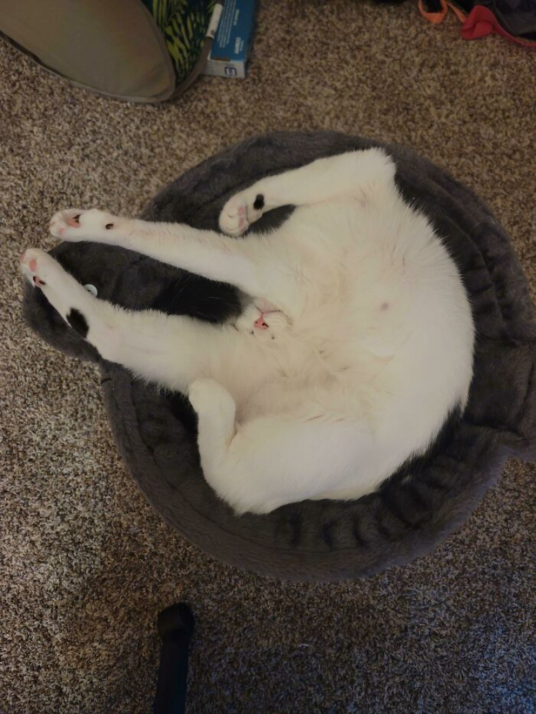20 photos hilarantes de chats ayant décidé de ne rien faire dans les normes