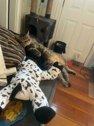 Illustration de l'article : 20 photos hilarantes de chats ayant décidé de ne rien faire dans les normes