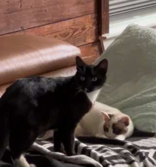 Illustration de l'article : Son chat ramène une amoureuse à la maison, et refuse de la laisser partir (vidéo)