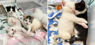 Illustration de l'article : Des chatons qui ne pouvaient plus être nourris par leur mère restent soudés et déterminés à surmonter les difficultés