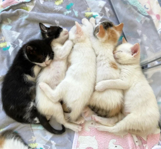 Illustration de l'article : Des chatons qui ne pouvaient plus être nourris par leur mère restent soudés et déterminés à surmonter les difficultés