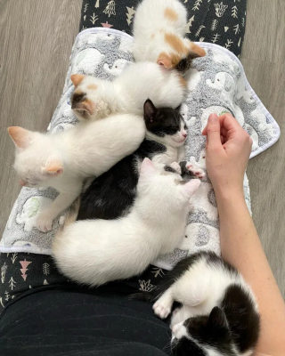 Illustration de l'article : Des chatons qui ne pouvaient plus être nourris par leur mère restent soudés et déterminés à surmonter les difficultés