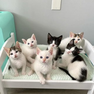 Illustration de l'article : Des chatons qui ne pouvaient plus être nourris par leur mère restent soudés et déterminés à surmonter les difficultés