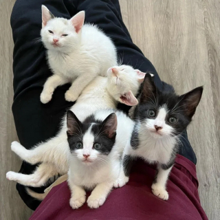 Illustration de l'article : Des chatons qui ne pouvaient plus être nourris par leur mère restent soudés et déterminés à surmonter les difficultés