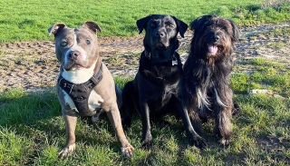 Illustration de l'article : Séparé de ses maîtres à l’âge de 6 ans, un chien aveugle retrouve la joie de vivre grâce à sa famille d’accueil
