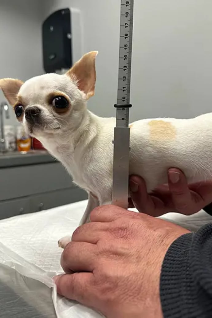 Qui est Pearl, le plus petit chien du monde entré au Livre Guinness des — free download