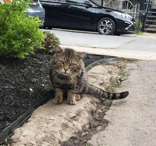 Illustration de l'article : Un chat errant s'approche d'une maison avec l'espoir de changer définitivement de vie