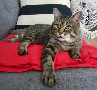 Illustration de l'article : Un chat errant s'approche d'une maison avec l'espoir de changer définitivement de vie