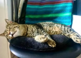Illustration de l'article : Un chat errant s'approche d'une maison avec l'espoir de changer définitivement de vie