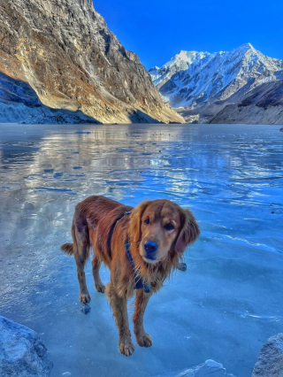 Illustration de l'article : 20 superbes photos de la virée d'un duo de chiens sur l'un des plus beaux sites naturels du Népal