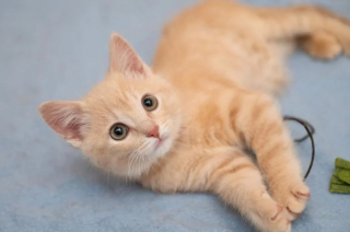 Illustration de l'article : Un chaton, atteint d’un trouble neurologique, apprend à remarcher à l’aide de ses amis lapins