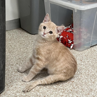 Illustration de l'article : Un chaton, atteint d’un trouble neurologique, apprend à remarcher à l’aide de ses amis lapins