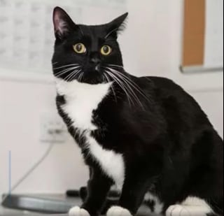 Illustration de l'article : Ce que découvre le vétérinaire en examinant un chat ayant régurgité un élastique à cheveux laisse ses maîtres sans voix