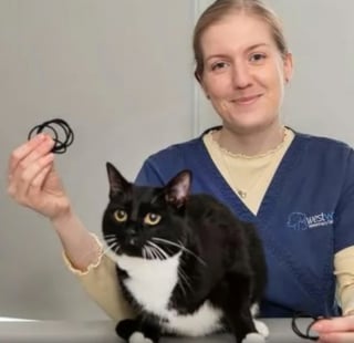 Illustration de l'article : Ce que découvre le vétérinaire en examinant un chat ayant régurgité un élastique à cheveux laisse ses maîtres sans voix