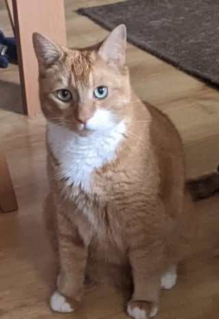 Illustration de l'article : Sans nouvelles de son chat depuis 10 jours et le croyant noyé dans une rivière, une famille reçoit un message inespéré