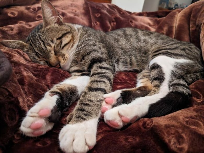 https://www.woopets.fr/assets/ckeditor/2023/apr/actualities/22962/xl/xx-photos-de-chats-s-etant-invite-chez-des-gens-au-hasard-et-prenant-leurs-aises-0642167df.jpg