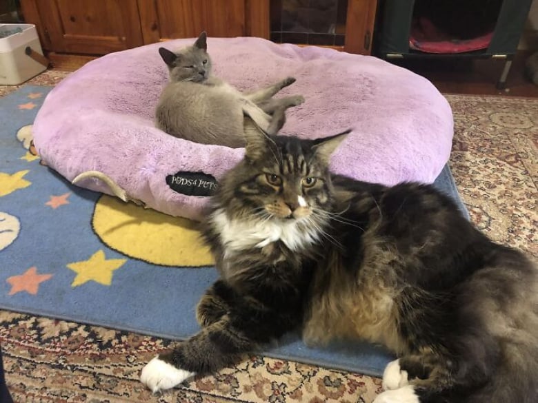 https://www.woopets.fr/assets/ckeditor/2023/apr/actualities/22962/xl/xx-photos-de-chats-s-etant-invite-chez-des-gens-au-hasard-et-prenant-leurs-aises-3cf9bd23c.jpg