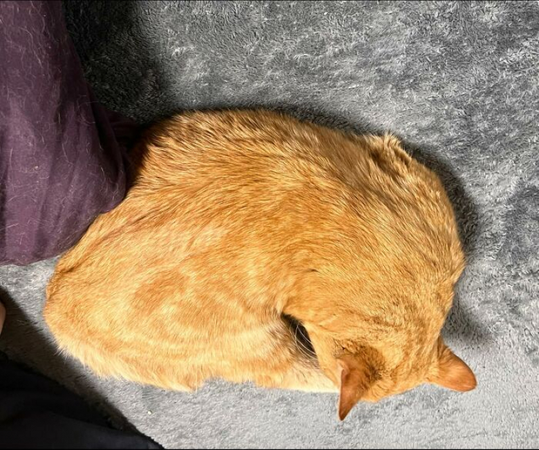 https://www.woopets.fr/assets/ckeditor/2023/apr/actualities/22962/xl/xx-photos-de-chats-s-etant-invite-chez-des-gens-au-hasard-et-prenant-leurs-aises-6fd3e39e5.jpg