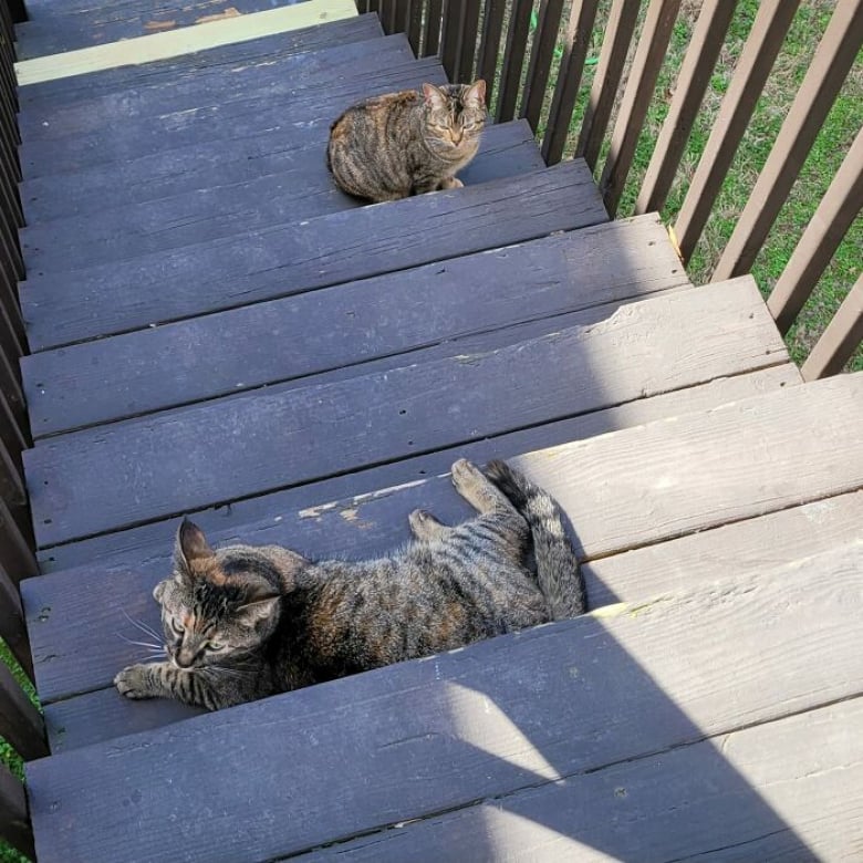 https://www.woopets.fr/assets/ckeditor/2023/apr/actualities/22962/xl/xx-photos-de-chats-s-etant-invite-chez-des-gens-au-hasard-et-prenant-leurs-aises-74675d470.jpg