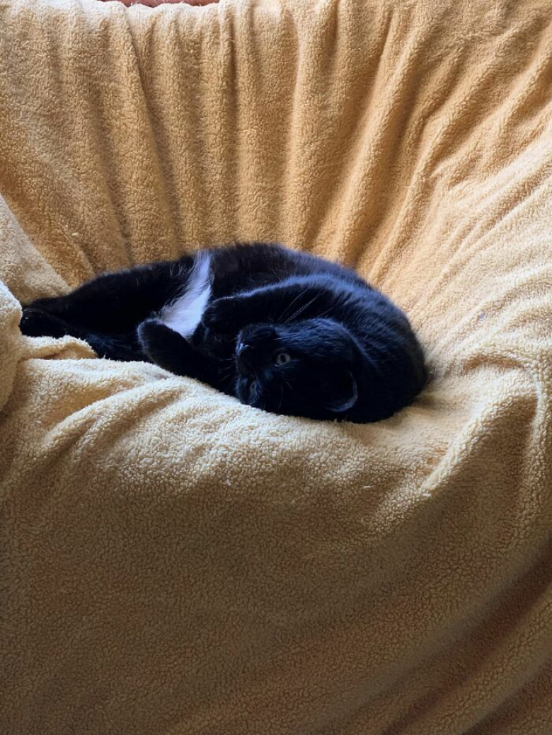 https://www.woopets.fr/assets/ckeditor/2023/apr/actualities/22962/xl/xx-photos-de-chats-s-etant-invite-chez-des-gens-au-hasard-et-prenant-leurs-aises-7655d6168.jpg