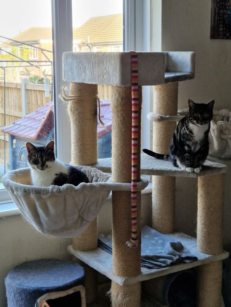 https://www.woopets.fr/assets/ckeditor/2023/apr/actualities/22962/xl/xx-photos-de-chats-s-etant-invite-chez-des-gens-au-hasard-et-prenant-leurs-aises-9b4fe2bf9.jpg