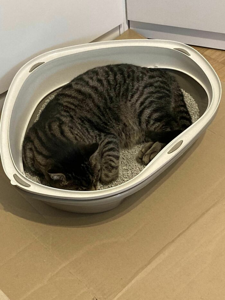 https://www.woopets.fr/assets/ckeditor/2023/apr/actualities/22962/xl/xx-photos-de-chats-s-etant-invite-chez-des-gens-au-hasard-et-prenant-leurs-aises-ed3b92d35.jpg