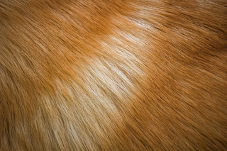 Illustration de l'article : La tondeuse pour chien qui aspire les poils : l'outil révolutionnaire pour un toilettage facile et impeccable