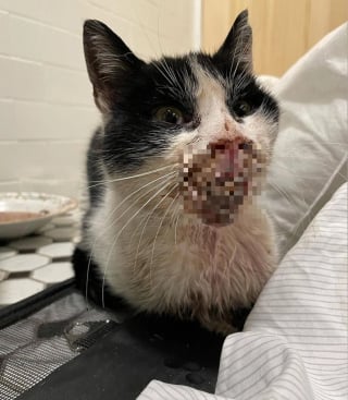 Illustration de l'article : Les vétérinaires tentent l'impossible pour sauver un chat errant souffrant d'une terrible blessure à la bouche