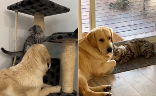 Illustration de l'article : Ils adoptent un chiot puis un chaton en espérant qu'ils s'entendent, l'attitude du duo les stupéfait (vidéo)